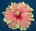 Mellie_May2.jpg