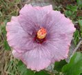 Morning_Glory.JPG