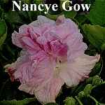 Nancye_Gow.jpg
