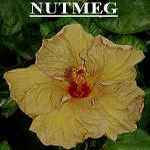 Nutmeg.jpg