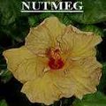 Nutmeg.jpg