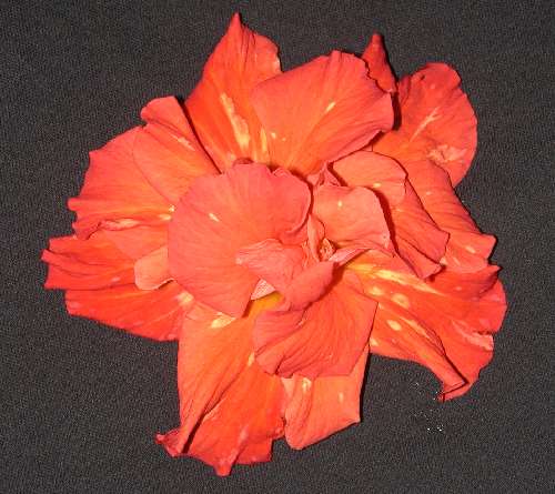 Orange_Flame.jpg