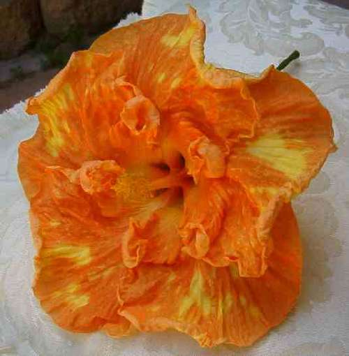 Oranges_and_Lemons FredW.jpg