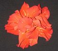 Orange_Flame.jpg