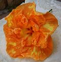 Oranges_and_Lemons FredW.jpg
