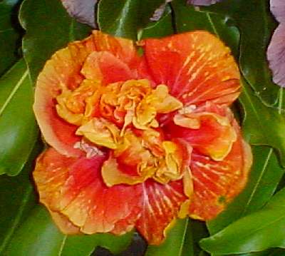 Palma_Rosa.jpg