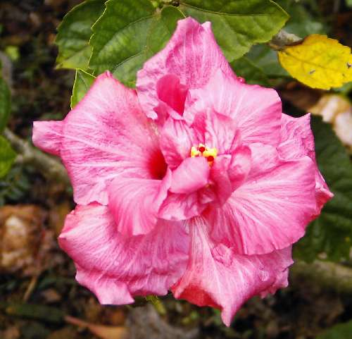 Pams_Kloud_Pink.JPG
