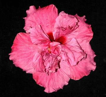 Pams_Kloud_Pink2.jpg