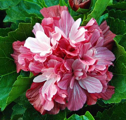Pink_Bouquet.jpg