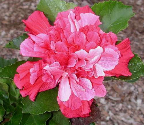 Pink_Bouquet2.jpg