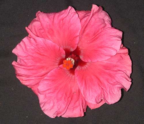 Pink_Lady Reg.jpg