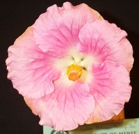Pink_Lady1.jpg