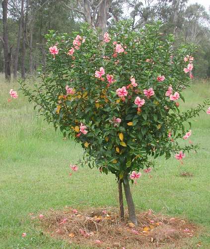 Pink_Psyche2.JPG