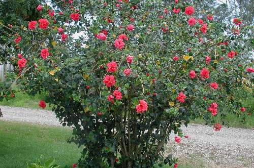 Pride_of_Hankins-bush.JPG