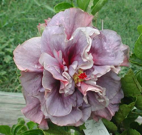 Purple_Rain1.JPG