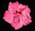 Pams_Kloud_Pink2.jpg