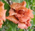 Paper_Rose.jpg