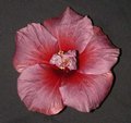 Persephone.jpg