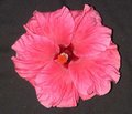 Pink_Lady Reg.jpg