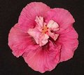 Pink_Poodle3.jpg