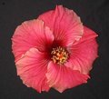 Pink_Radiance2.jpg