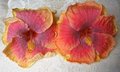 Polynesian_Delight FredW-RJseed.jpg