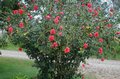 Pride_of_Hankins-bush.JPG