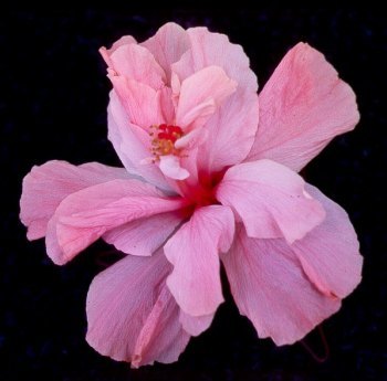 Rays_Pink_Frost.jpg