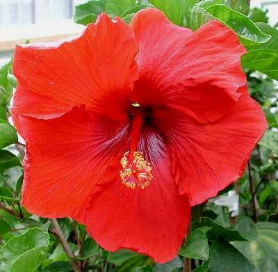 Red_Beauty.jpg