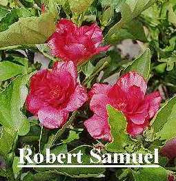 Robert_Samuel.jpg