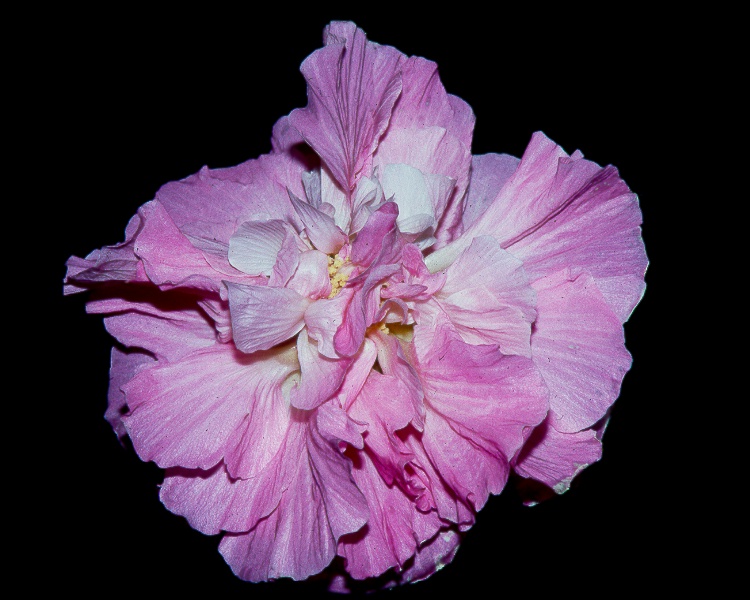 Rose_of_Sharon [Hibiscus mutabilus-evening].jpg
