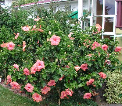 Ross_Estey-bush.jpg