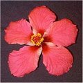 Rose_Scott AKA versicolour.jpg