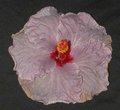 Royal_Lace.JPG