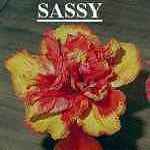 Sassy.jpg