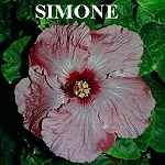 Simone.jpg