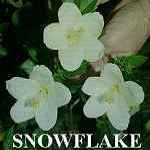 Snowflake.jpg