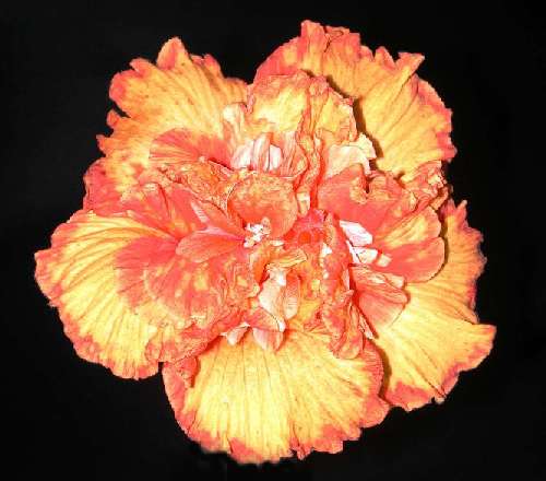 starburst.jpg