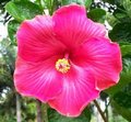 Sea_Legs Fifth_Dimension x Flower_Girl  AllanL.jpg