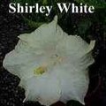 Shirley_White.jpg