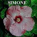Simone.jpg