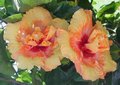 Speckled_Splendour1.jpg