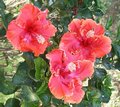 Stellar_Fire2.jpg