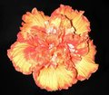starburst.jpg