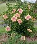 Toni_Renalda-bush.jpg