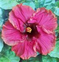 Tropical_Rainbow JimP.jpg