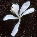 tantalus white.jpg