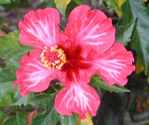 Waimea_Beauty.JPG