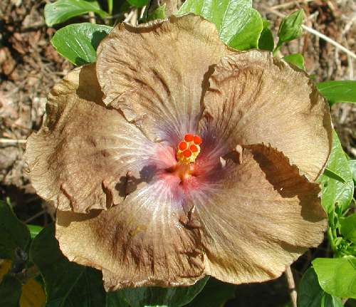 Wallflower.JPG