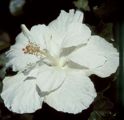 White_Picardy.jpg